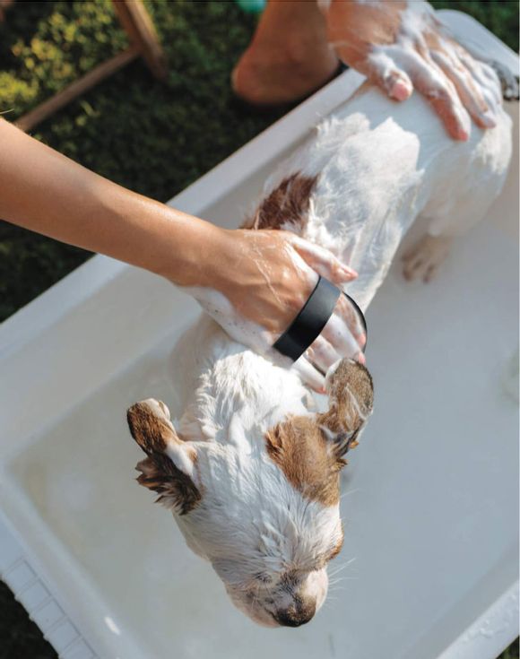 Sirius Groom Shampoo For Dogs in Baby Powder